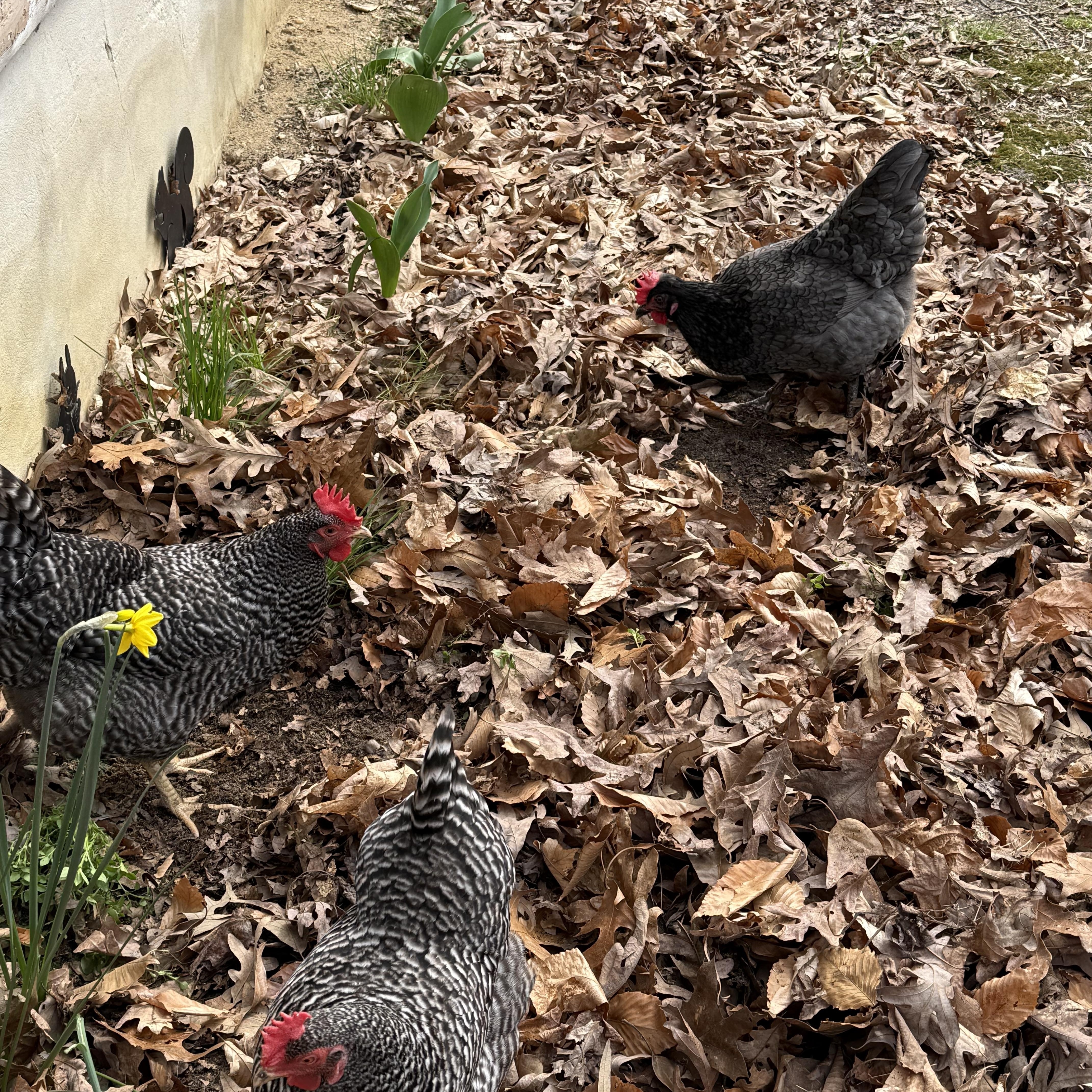 4 Friends, a Adopted Chicken in Cream Ridge, NJ image 2/4