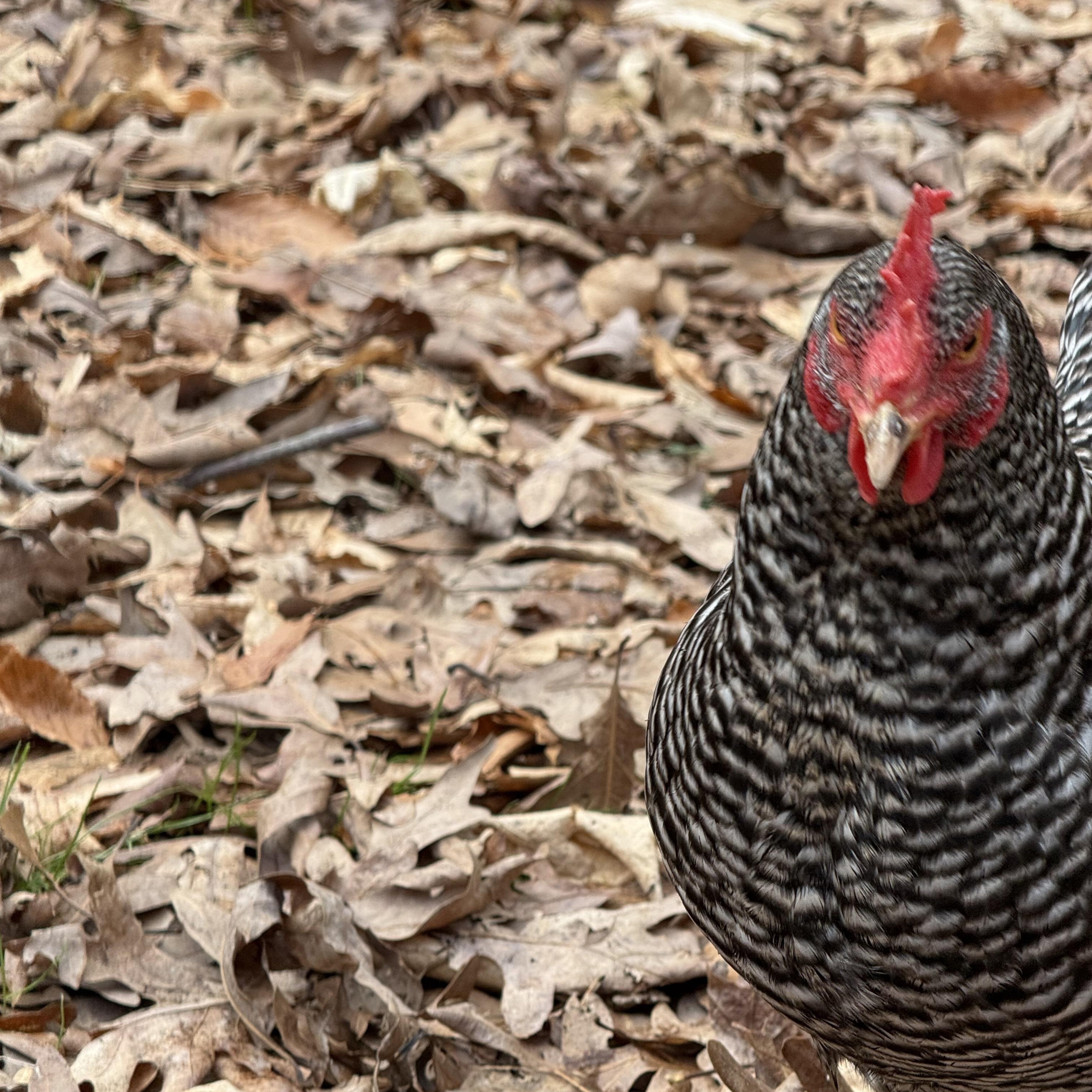 4 Friends, a Adopted Chicken in Cream Ridge, NJ image 4/4