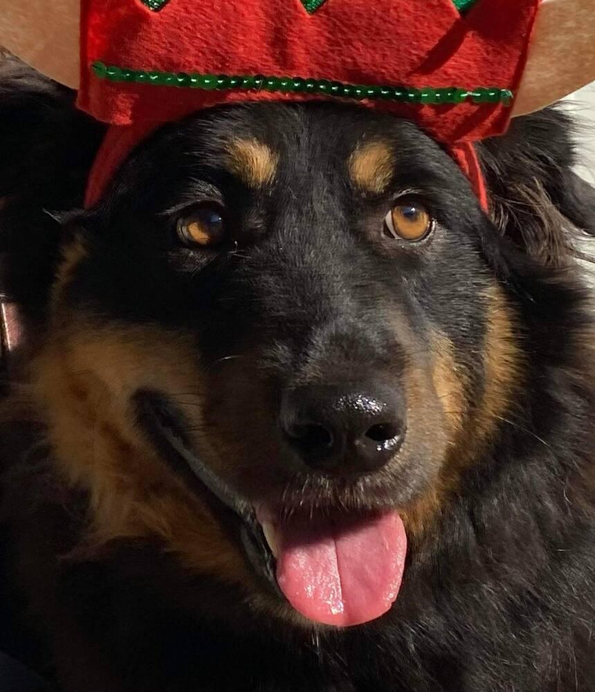 Bear, Adoptable, Young Male English Shepherd & Cardigan Welsh Corgi.