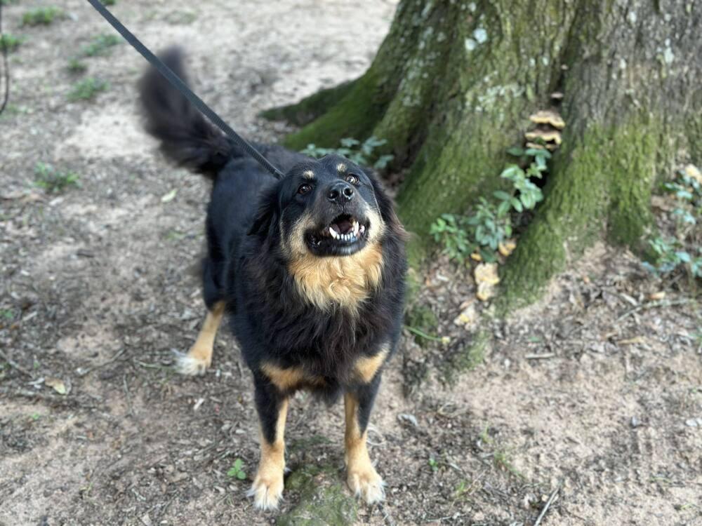Enlarge Bear, a Adoptable mixed breed in Milton, FL image 2/6