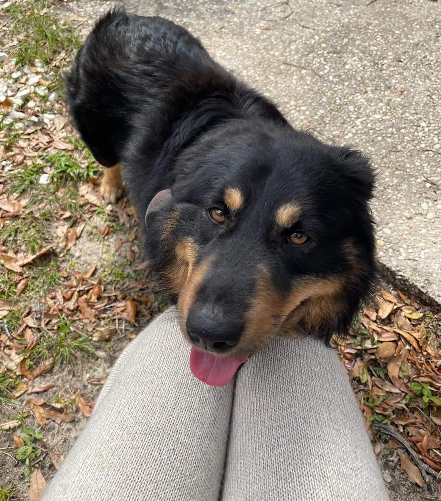 Enlarge Bear, a Adoptable mixed breed in Milton, FL image 3/6