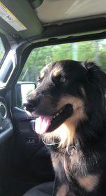 Enlarge Bear, a Adoptable mixed breed in Milton, FL image 4/6