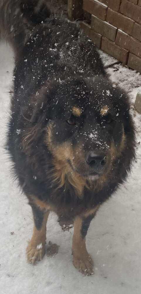 Enlarge Bear, a Adoptable mixed breed in Milton, FL image 6/6