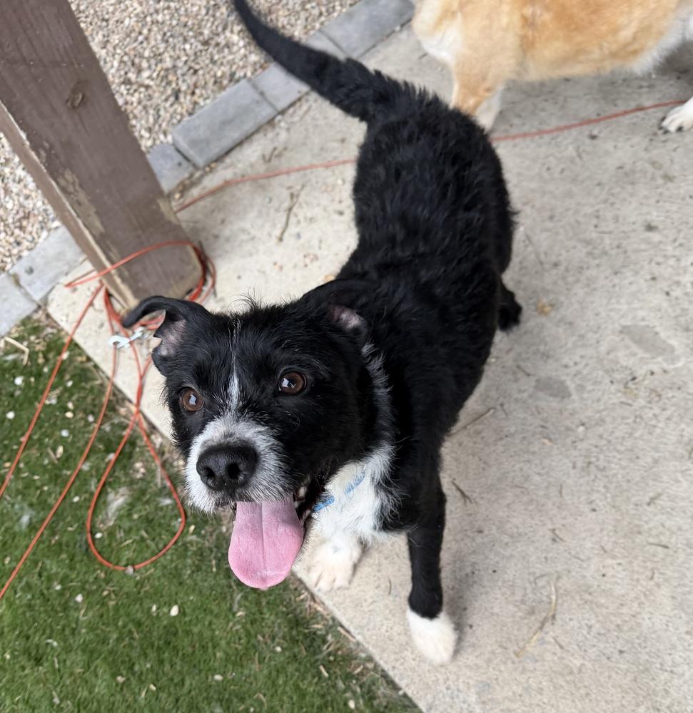 Stoney, Adoptable, Adult Male Jack Russell Terrier & Poodle.