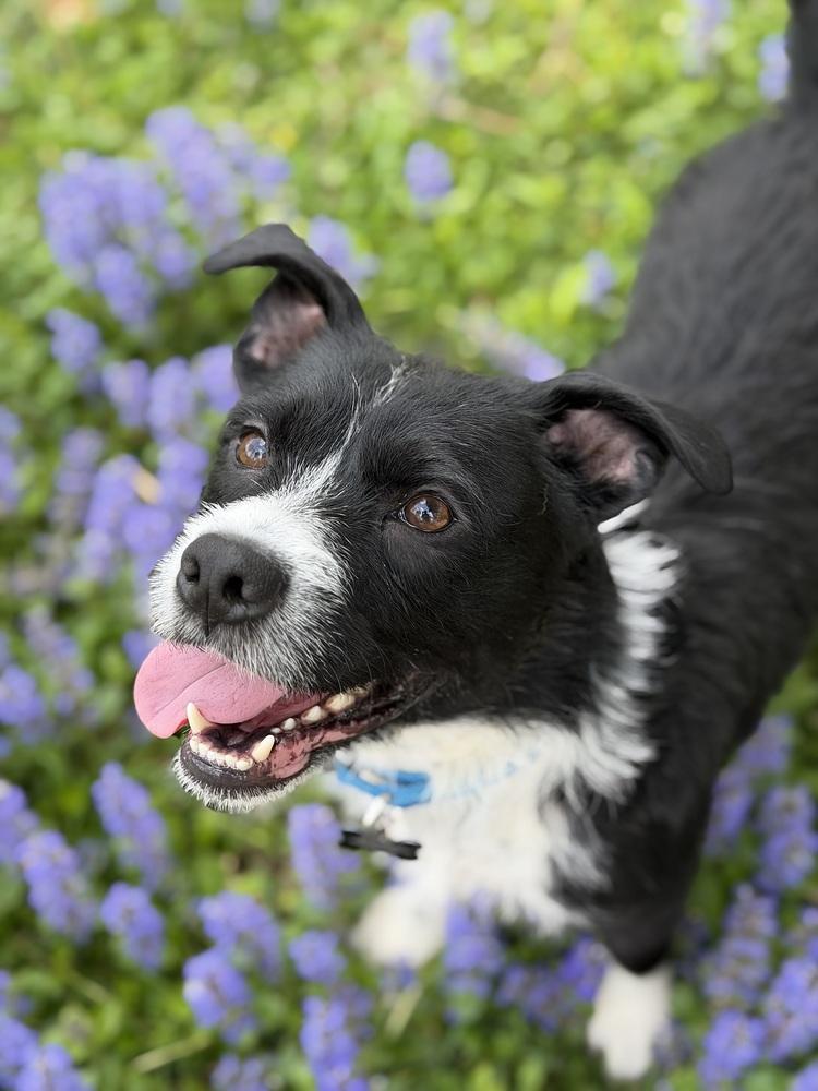 Enlarge Stoney, a Adoptable mixed breed in Irwin, PA image 4/6