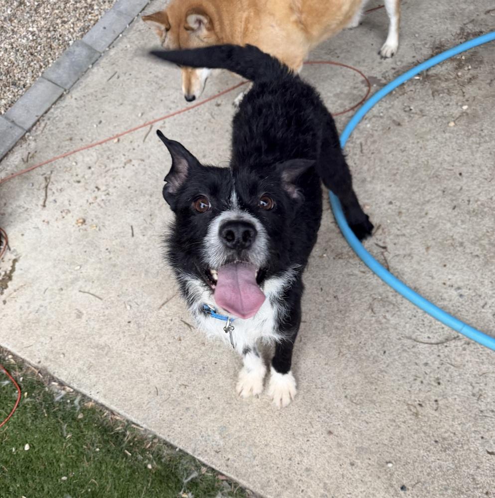 Enlarge Stoney, a Adoptable mixed breed in Irwin, PA image 2/6