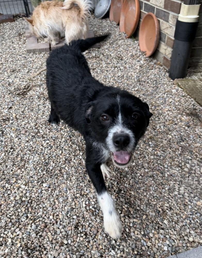 Enlarge Stoney, a Adoptable mixed breed in Irwin, PA image 3/6
