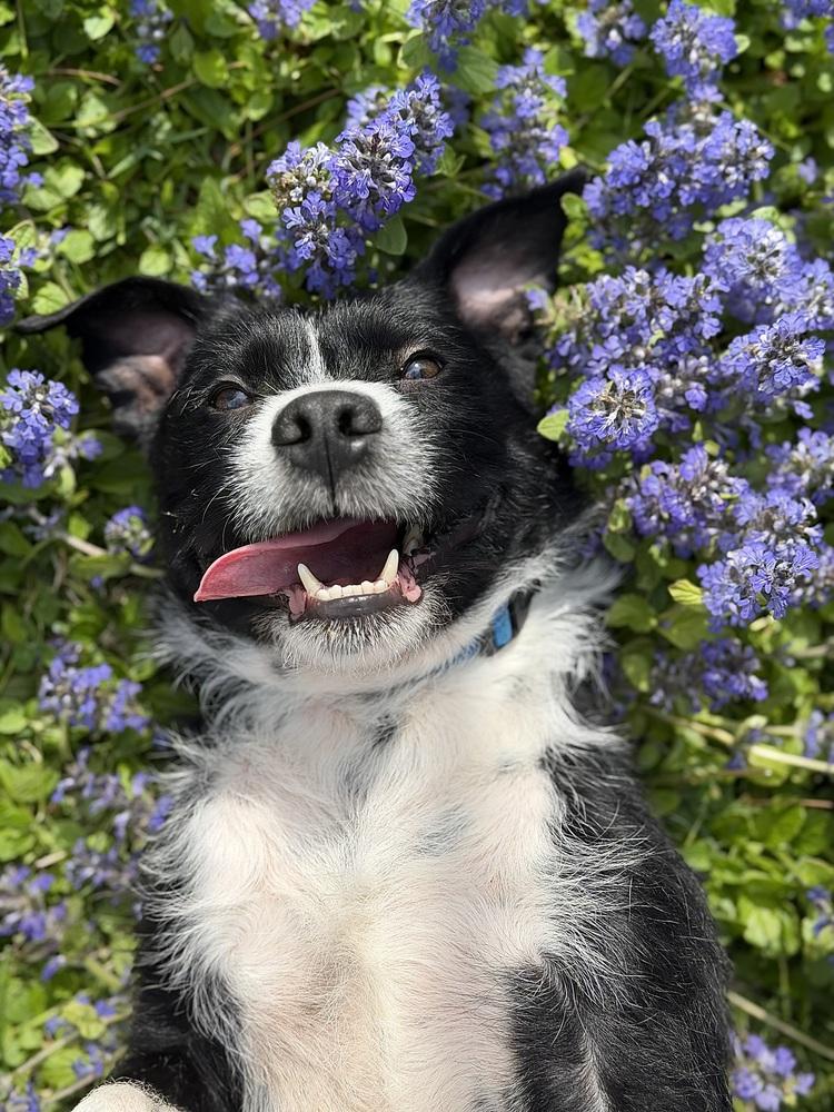 Enlarge Stoney, a Adoptable mixed breed in Irwin, PA image 1/6