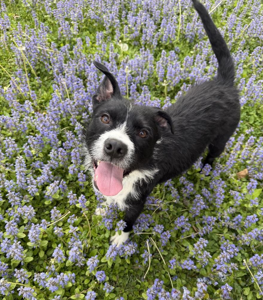 Enlarge Stoney, a Adoptable mixed breed in Irwin, PA image 2/6