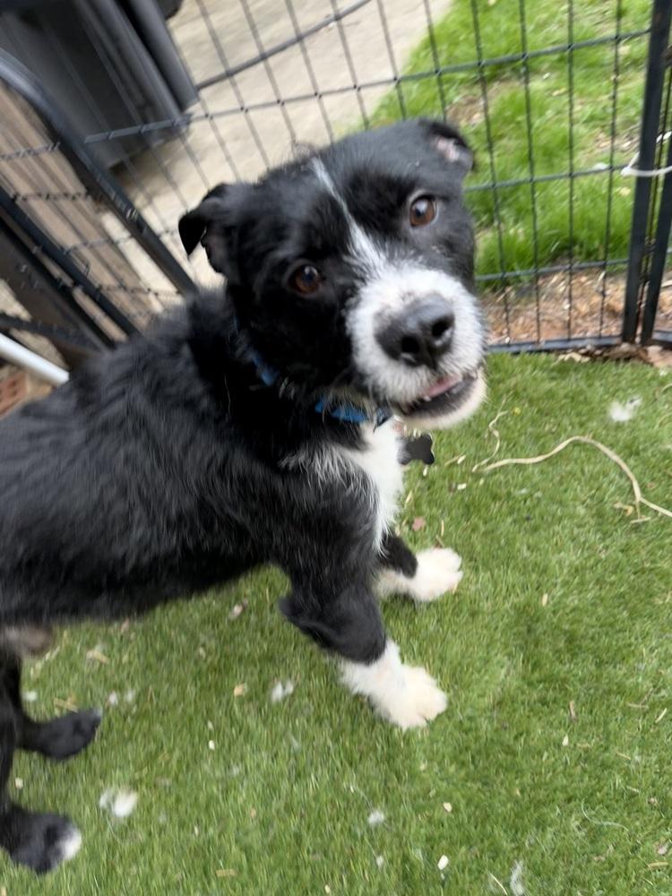 Enlarge Stoney, a Adoptable mixed breed in Irwin, PA image 4/6