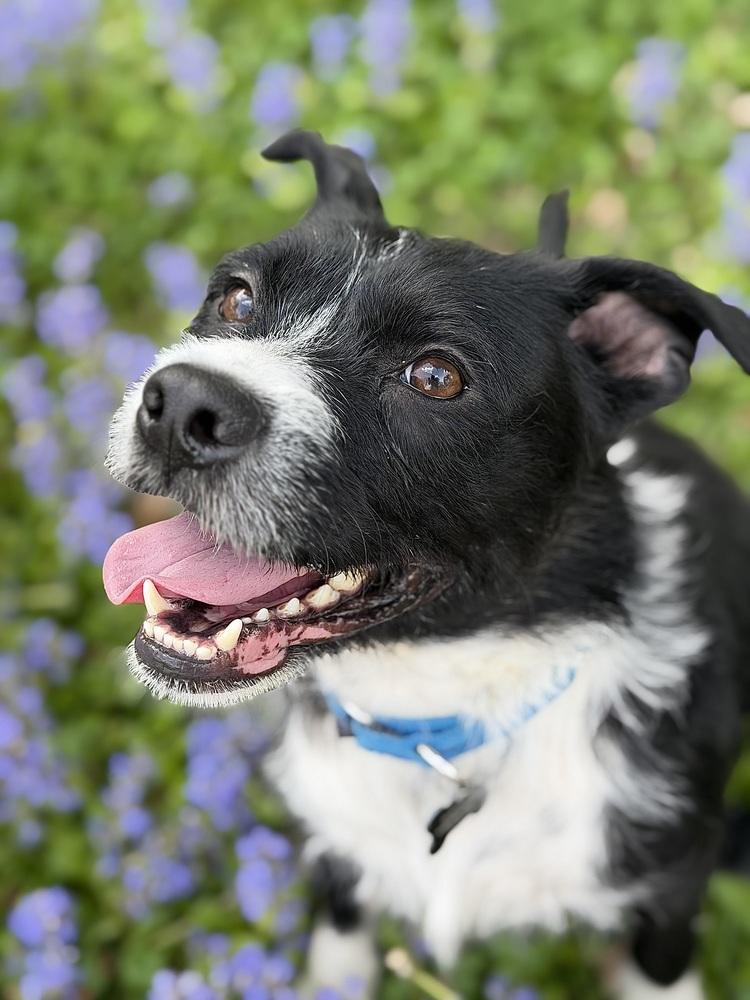Enlarge Stoney, a Adoptable mixed breed in Irwin, PA image 5/6