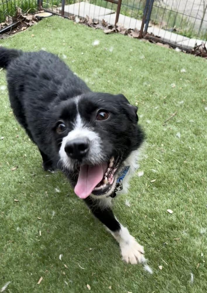 Enlarge Stoney, a Adoptable mixed breed in Irwin, PA image 5/6