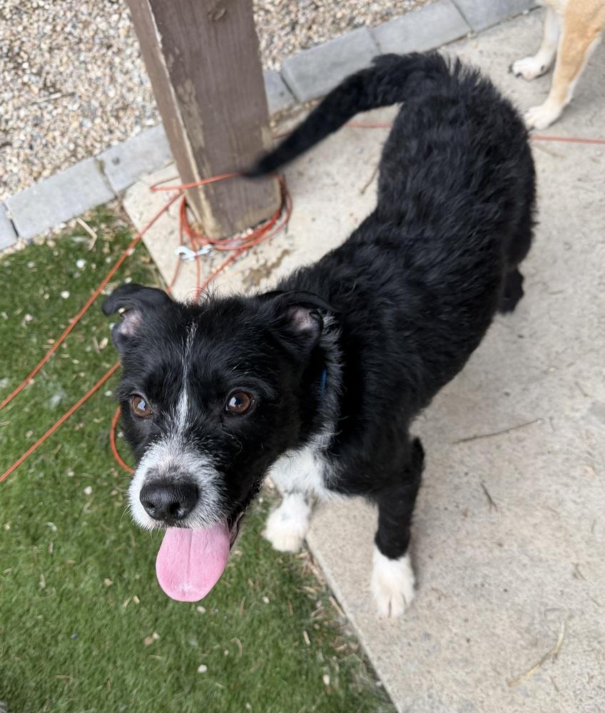 Enlarge Stoney, a Adoptable mixed breed in Irwin, PA image 6/6