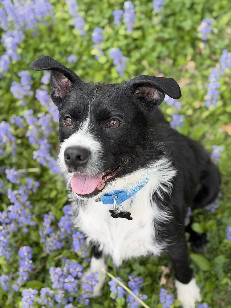 Enlarge Stoney, a Adoptable mixed breed in Irwin, PA image 3/6