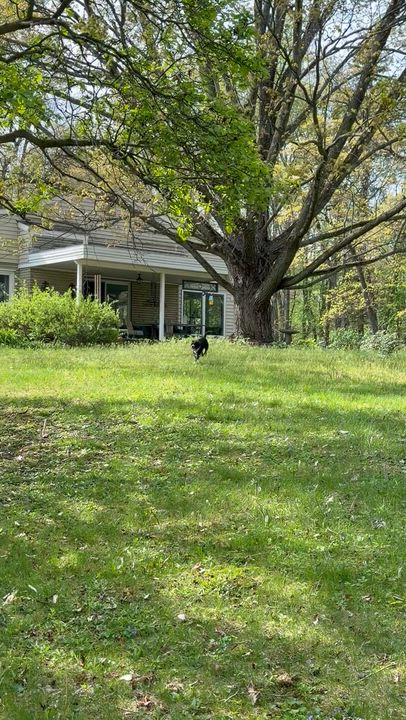 Enlarge Stoney, a Adoptable mixed breed in Irwin, PA video 6/6