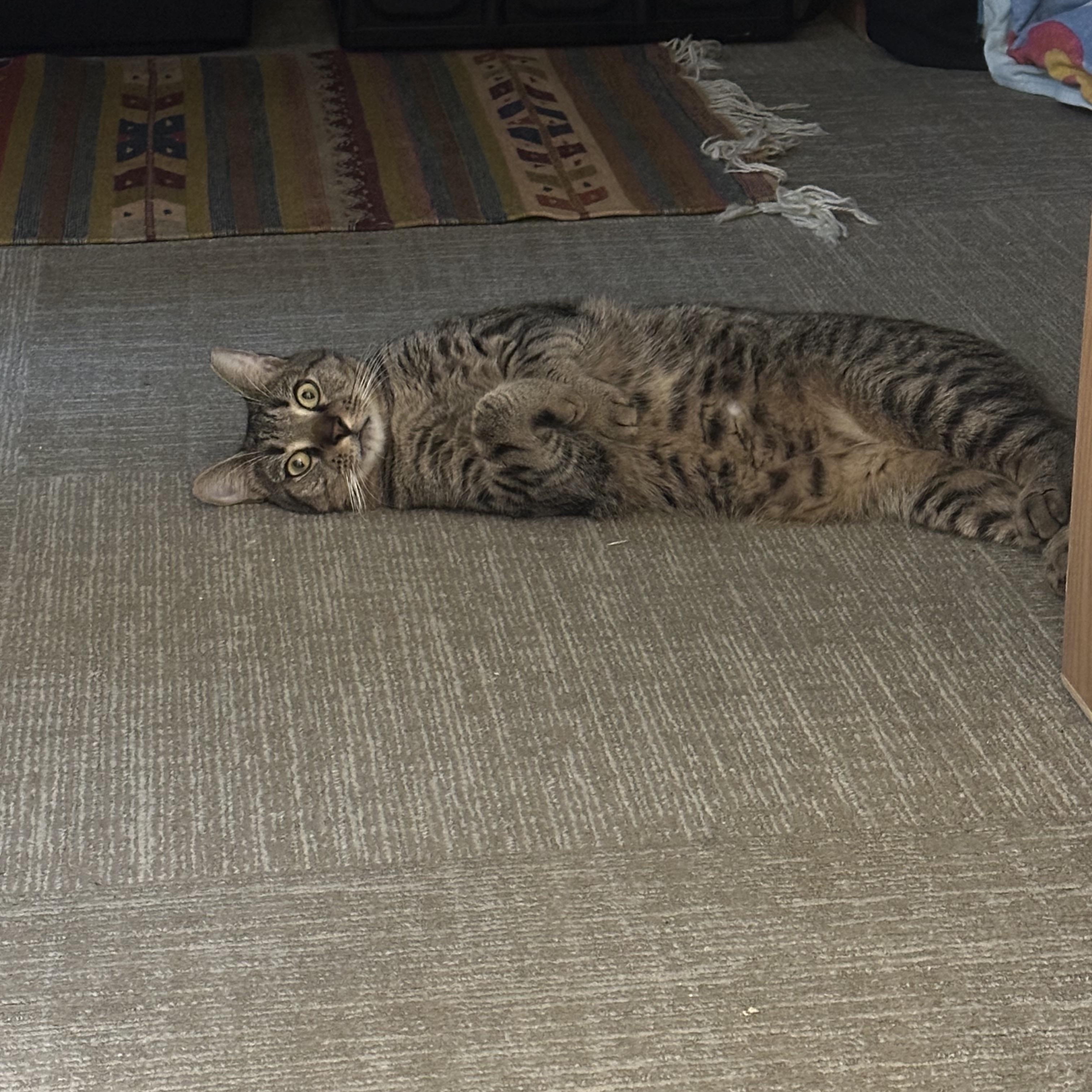 Big Mac, Adoptable, Adult Male Domestic Short Hair & Tabby.