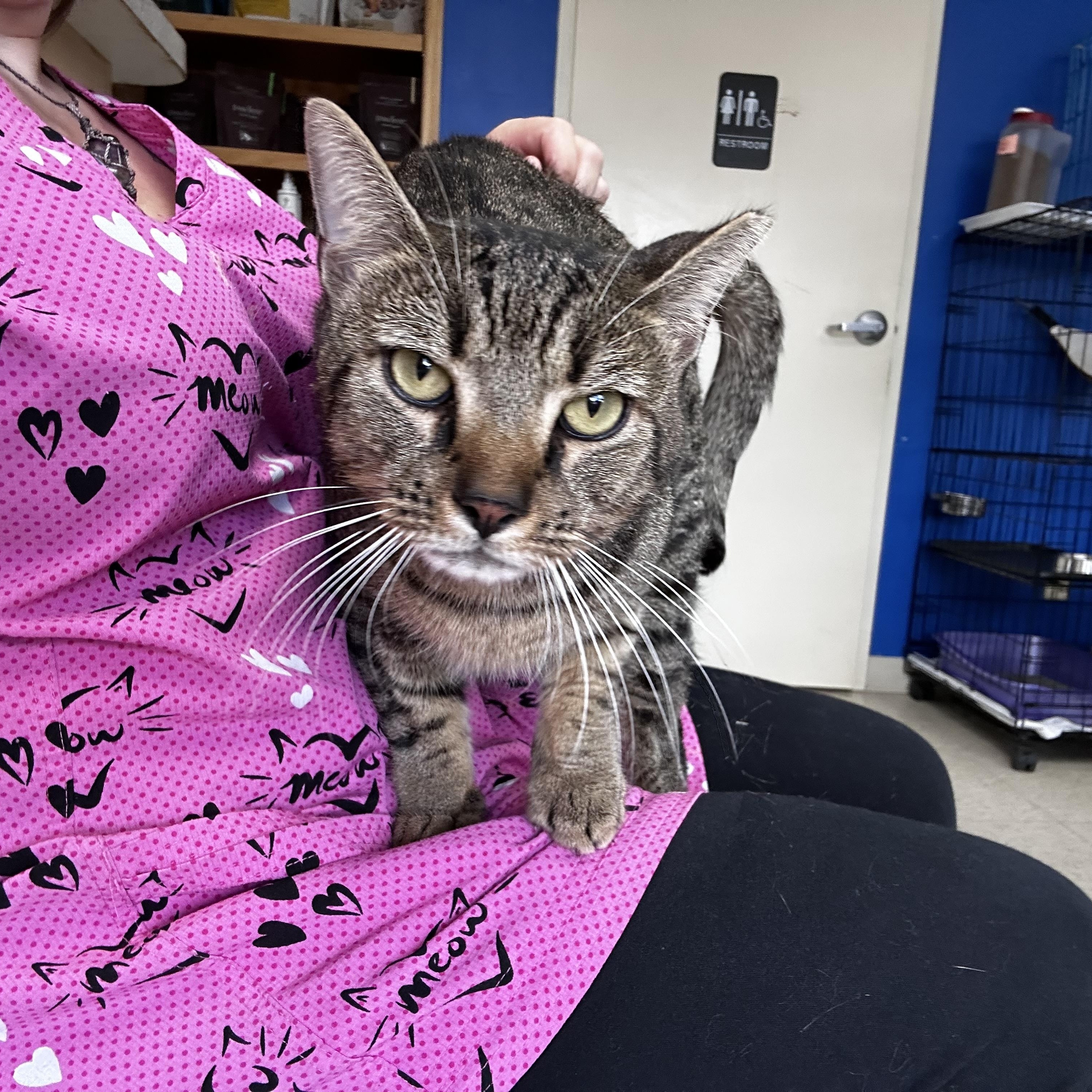 Enlarge Big Mac, a Adoptable mixed breed in Greensboro, NC image 2/6