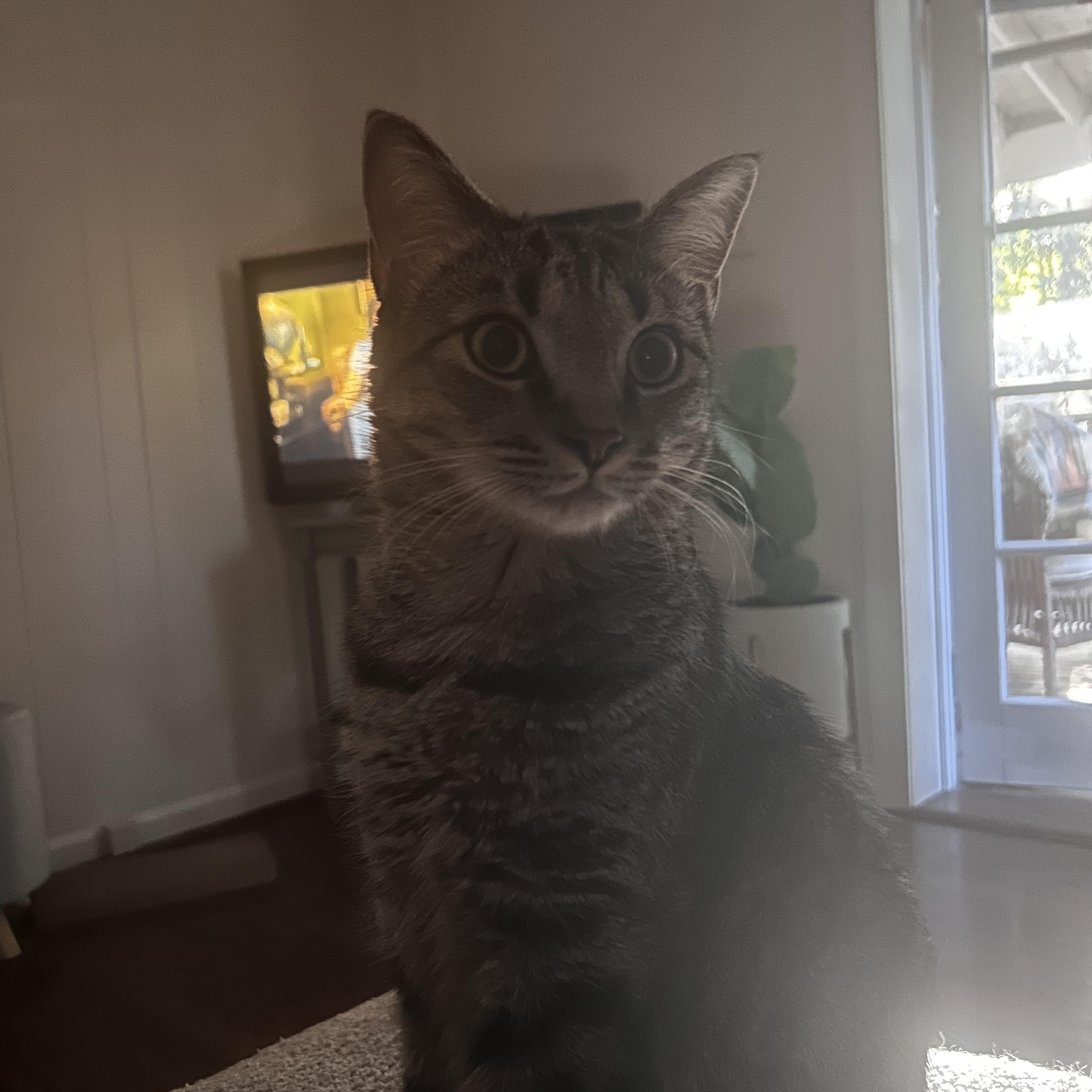 Enlarge Big Mac, a Adoptable mixed breed in Greensboro, NC image 4/6