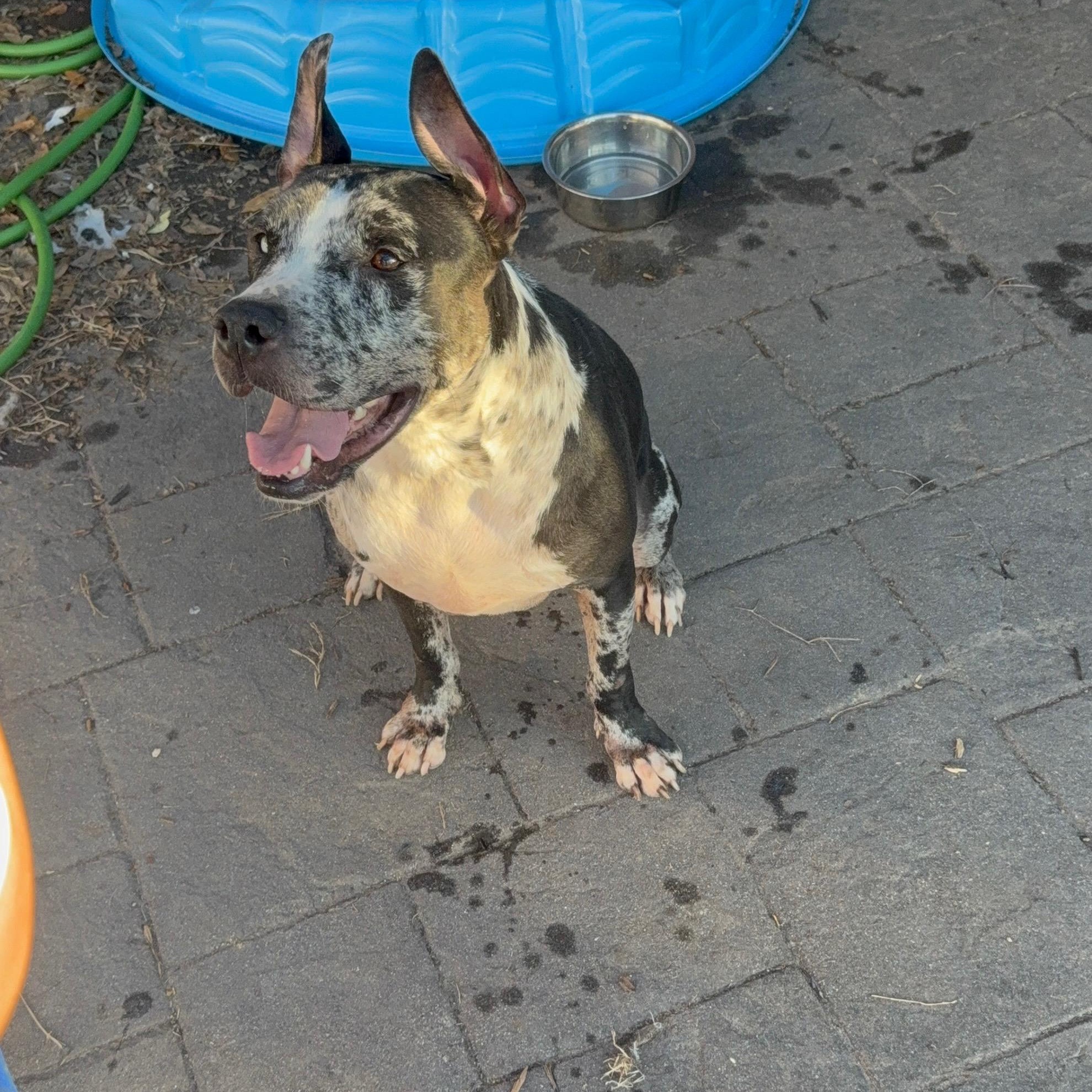 Enlarge Tank, a ADOPTABLE Mixed Breed in Pittsburgh, PA image 2/6