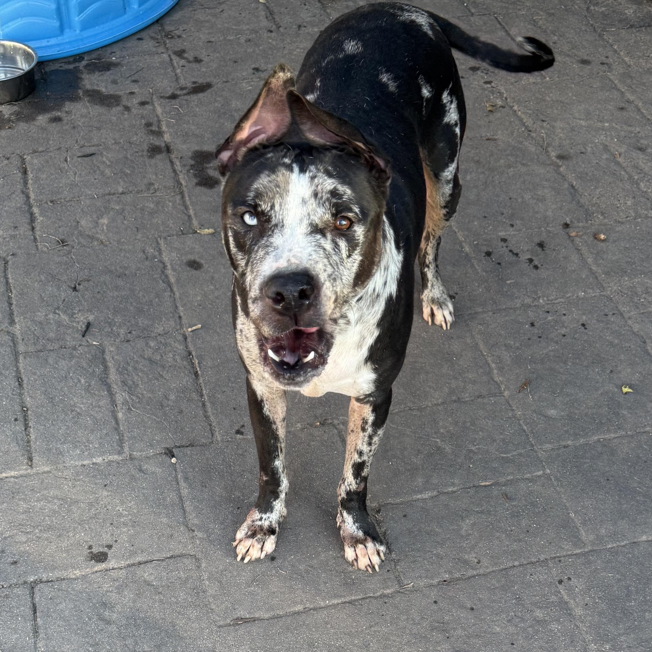 Enlarge Tank, a ADOPTABLE Mixed Breed in Pittsburgh, PA image 6/6