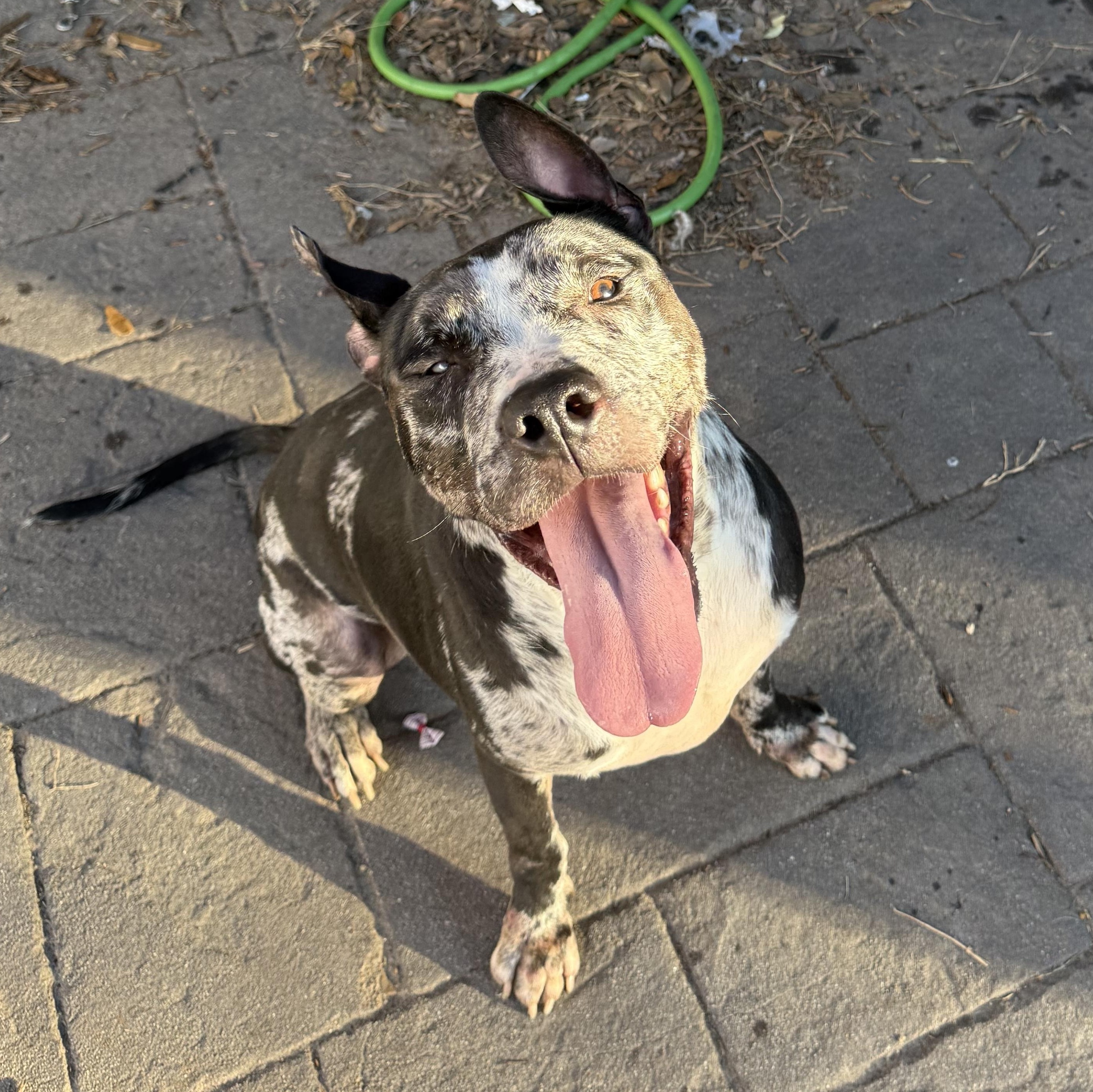 Enlarge Tank, a ADOPTABLE Mixed Breed in Pittsburgh, PA image 4/6