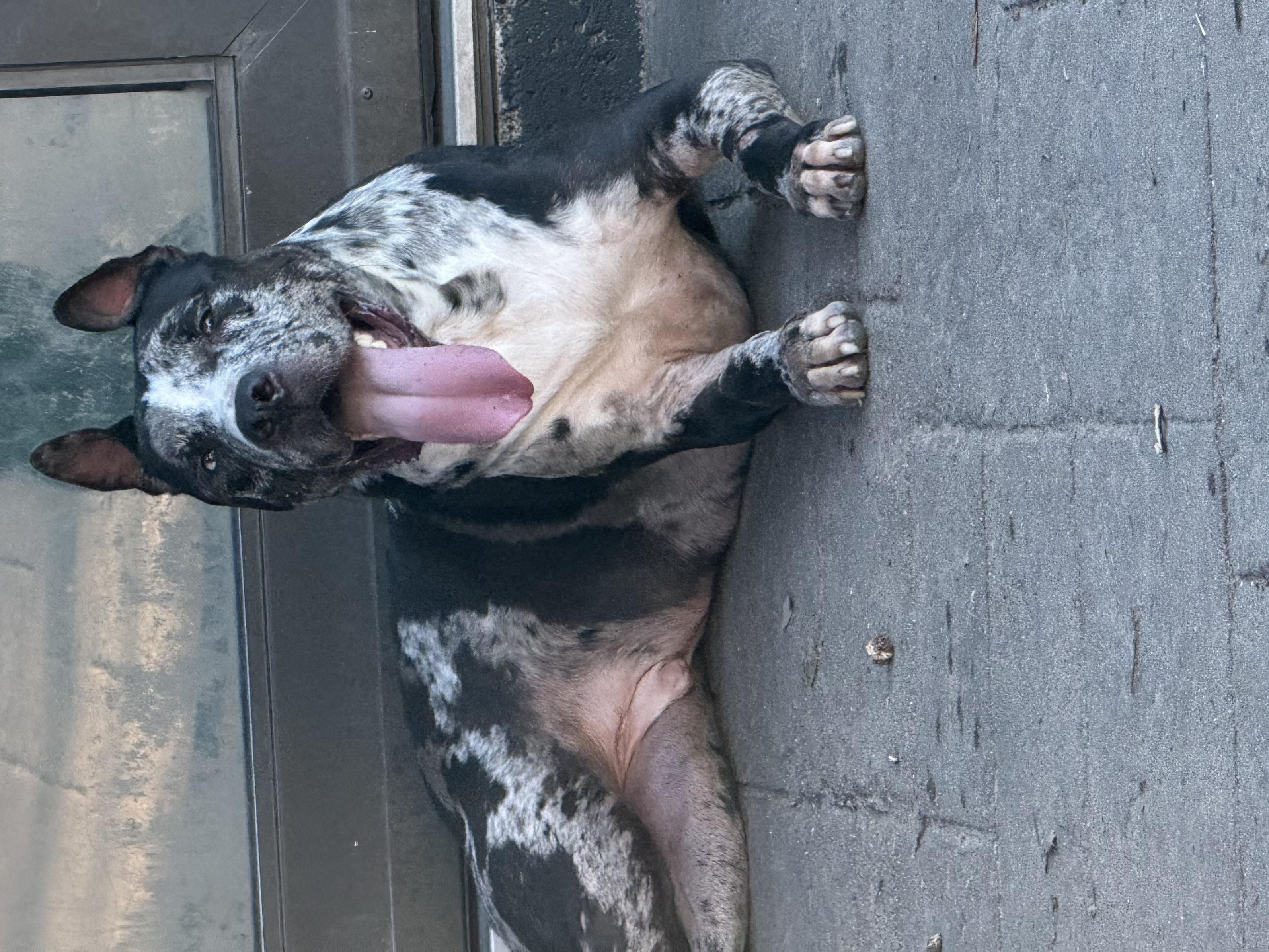 Enlarge Tank, a ADOPTABLE Mixed Breed in Pittsburgh, PA image 5/6