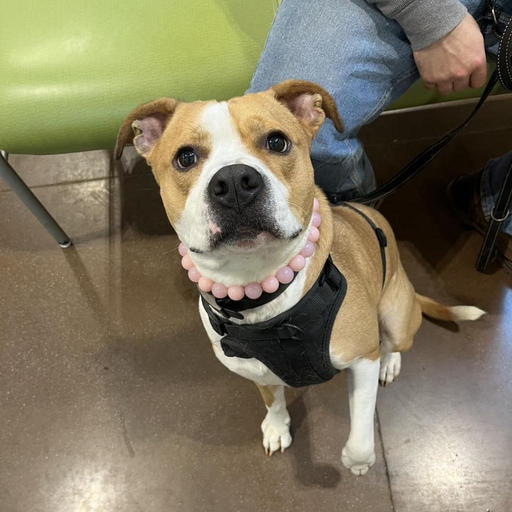 Ozzy, Adoptable, Senior Male American Staffordshire Terrier & Mixed Breed.