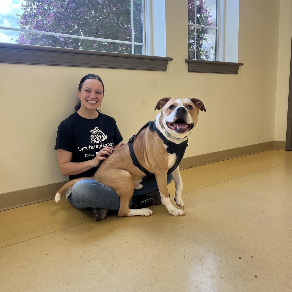 Ozzy, a Adoptable mixed breed in Roanoke, VA image 2/6