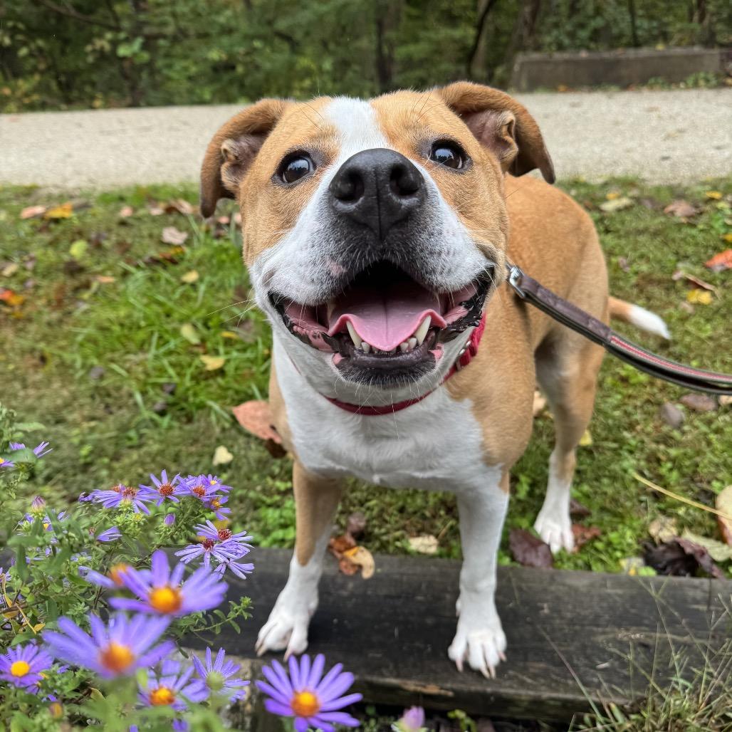 Ozzy, a Adoptable mixed breed in Roanoke, VA image 3/6