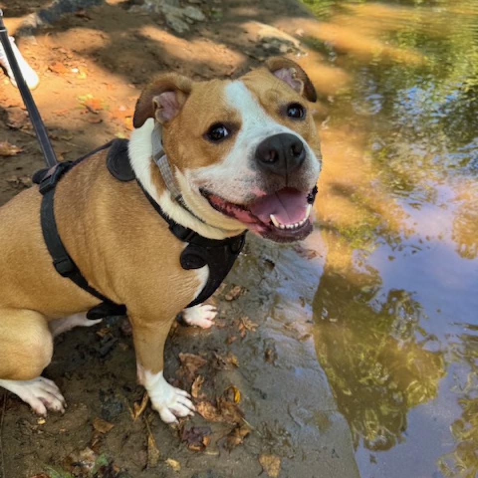 Ozzy, a Adoptable mixed breed in Roanoke, VA image 4/6