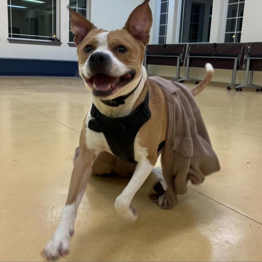 Ozzy, a Adoptable mixed breed in Roanoke, VA image 5/6