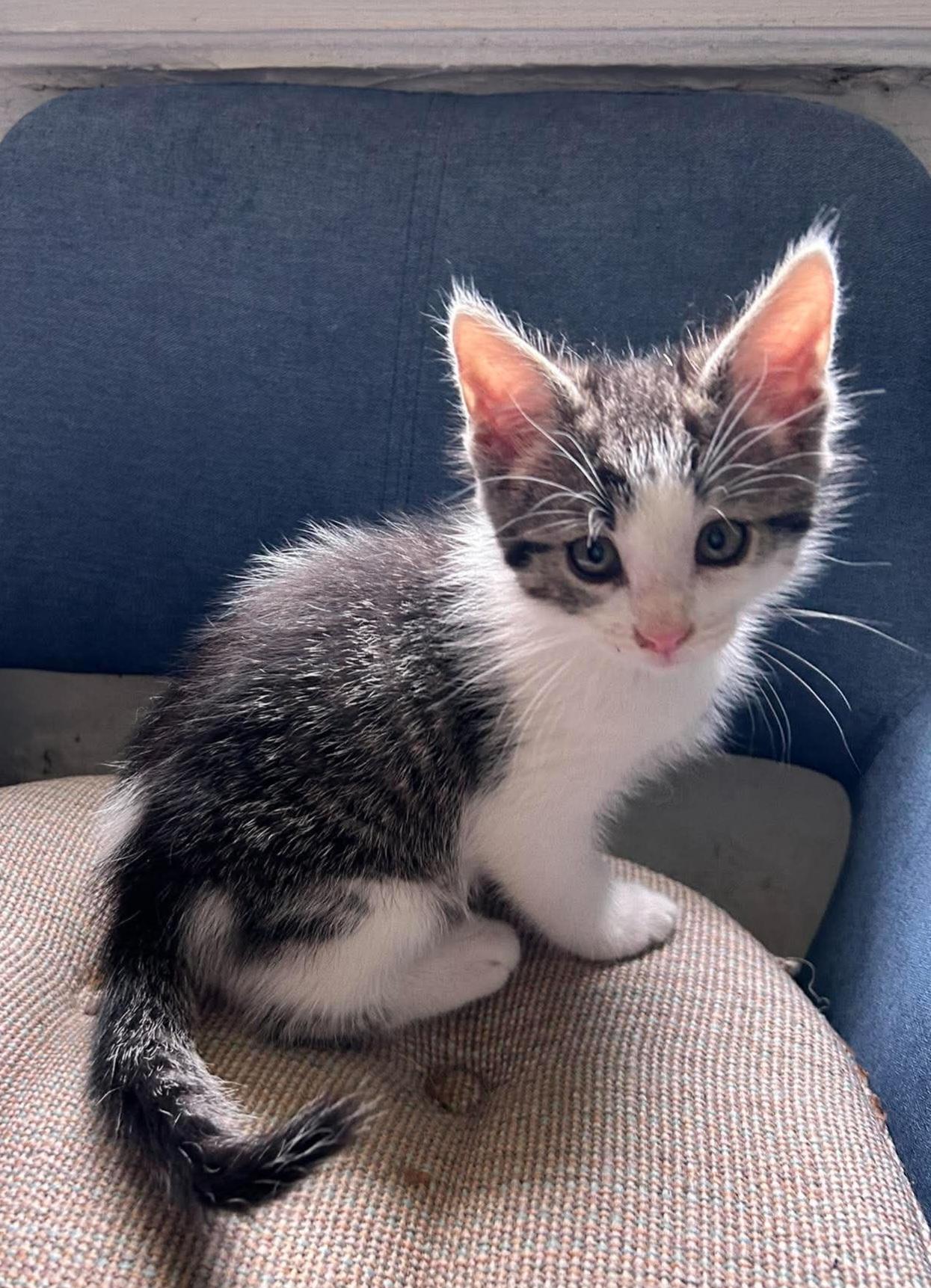 Louis M. Alcott, a ADOPTABLE Domestic Short Hair in Bloomsdale, MO image 2/5