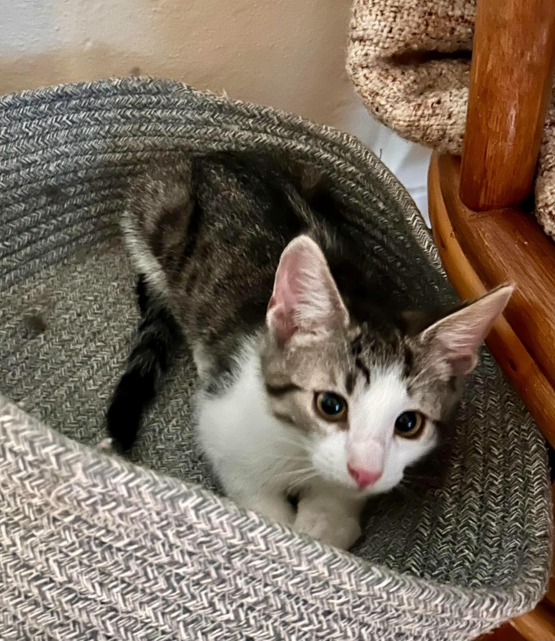 Louis M. Alcott, ADOPTABLE, Kitten Male Domestic Short Hair.