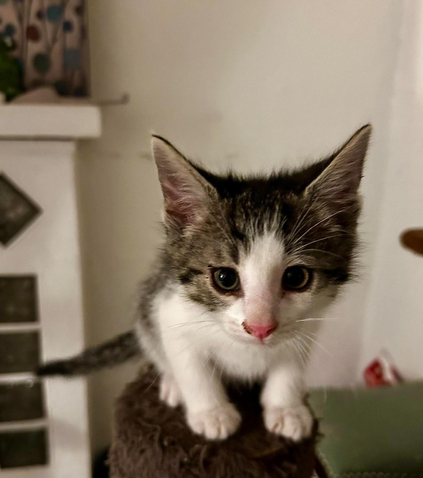 Louis M. Alcott, a ADOPTABLE Domestic Short Hair in Bloomsdale, MO image 5/5