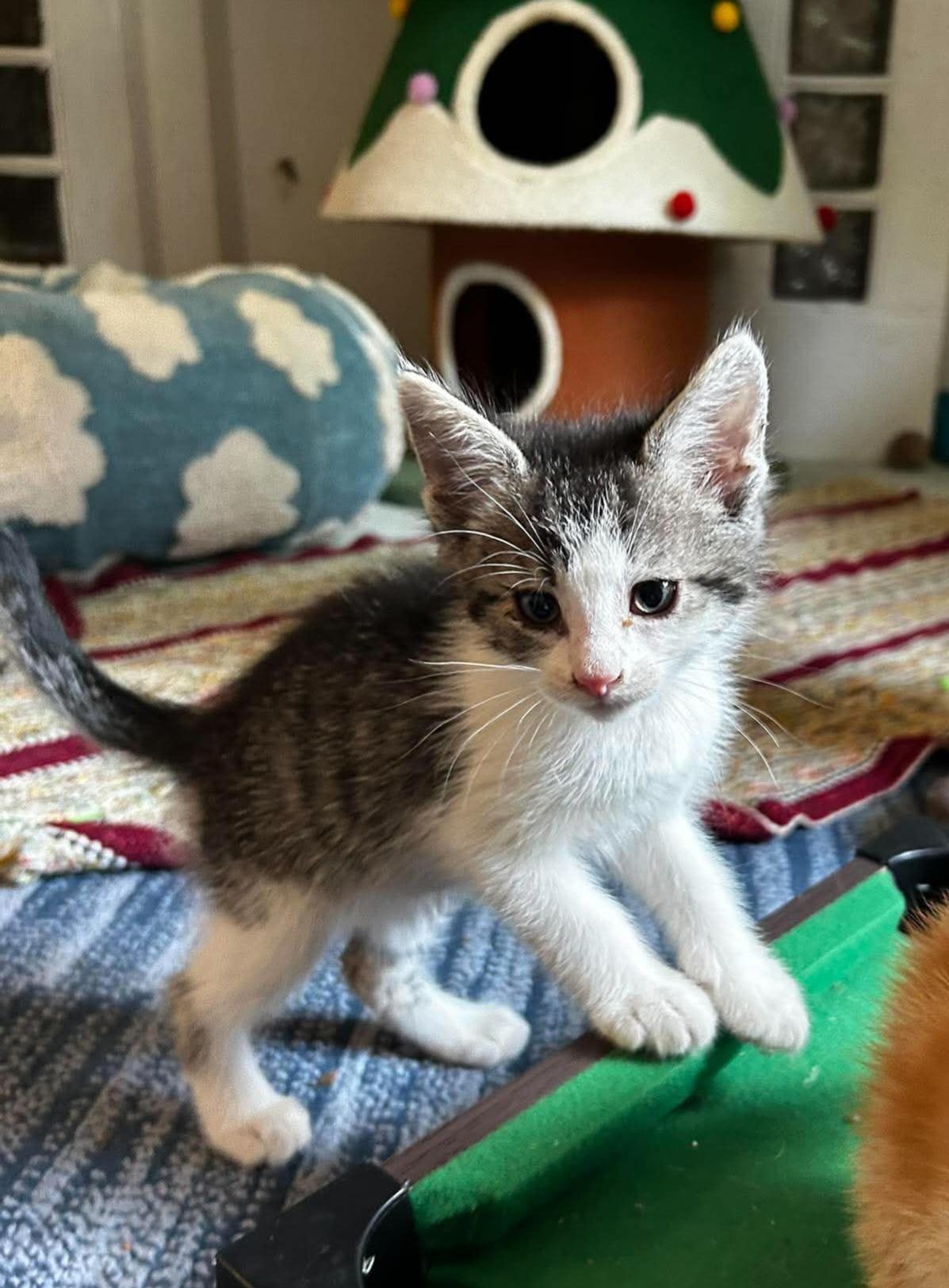 Louis M. Alcott, a ADOPTABLE Domestic Short Hair in Bloomsdale, MO image 3/5