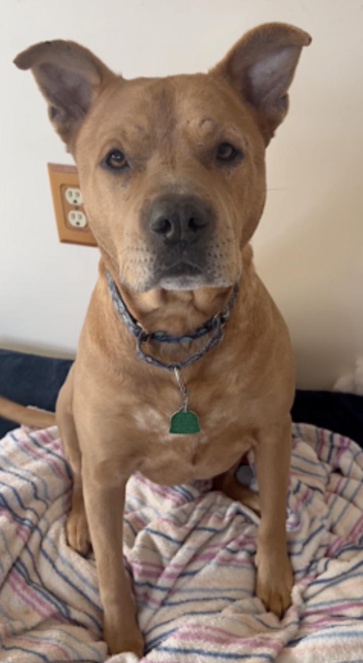 Brandy — thumbnail 4