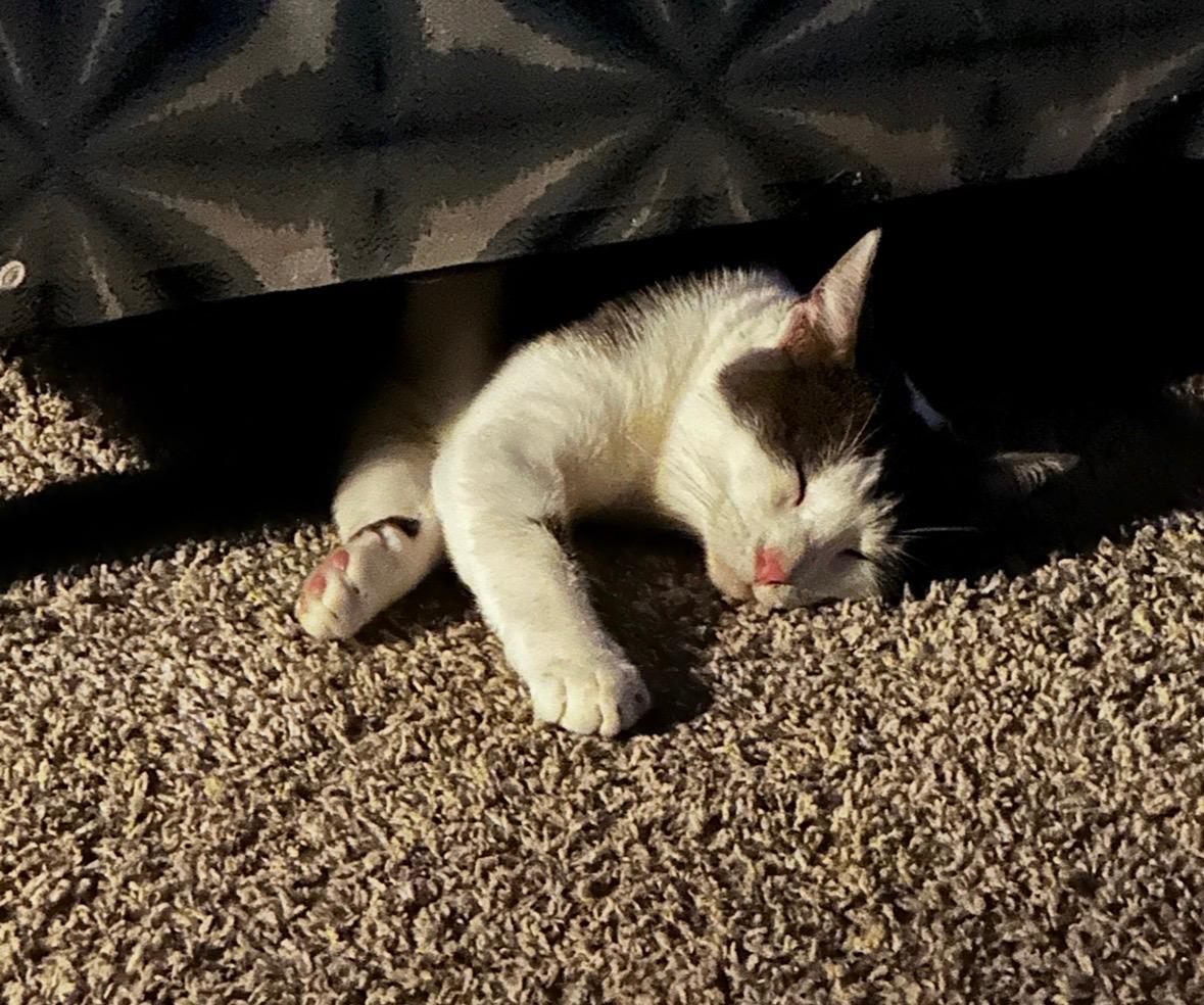 River and Smoke, Adoptable, Young Female Domestic Short Hair.