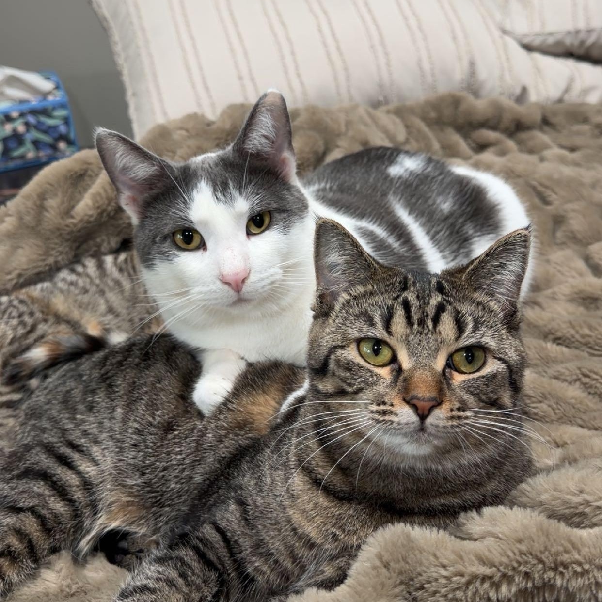 River and Smoke, Adoptable, Young Female Domestic Short Hair.