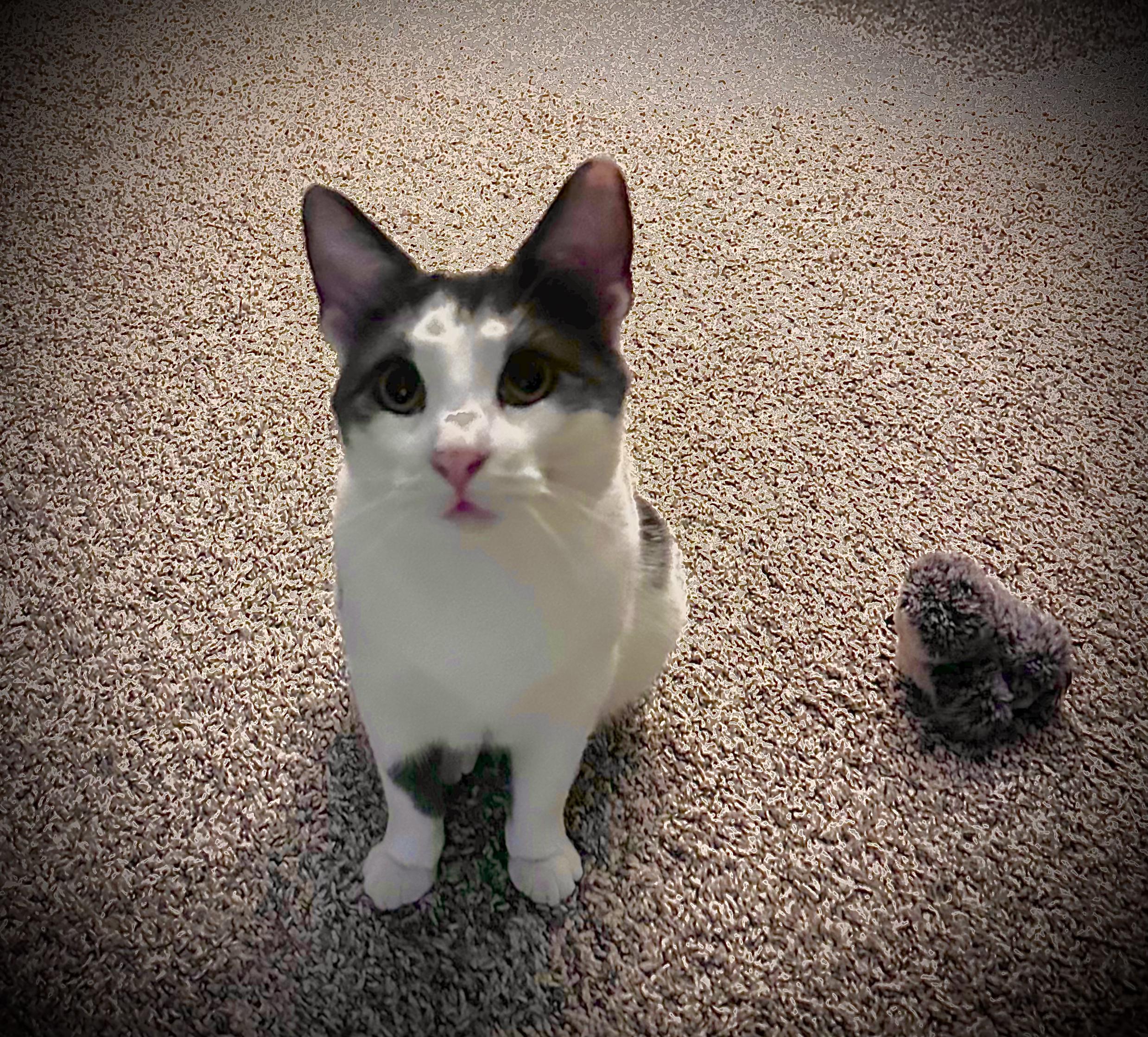 Enlarge River and Smoke, a Adoptable Domestic Short Hair in West Lafayette, IN image 4/5