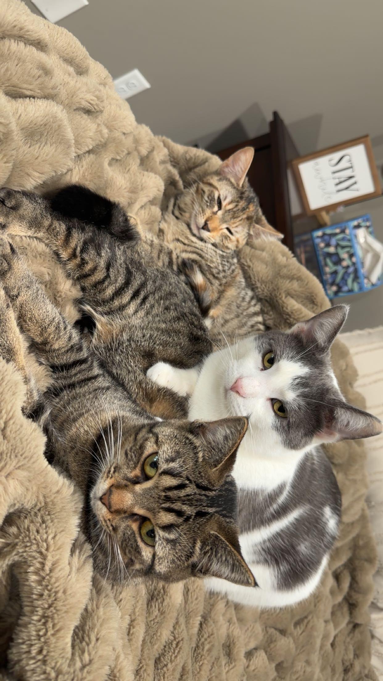 Enlarge River and Smoke, a Adoptable Domestic Short Hair in West Lafayette, IN image 2/5