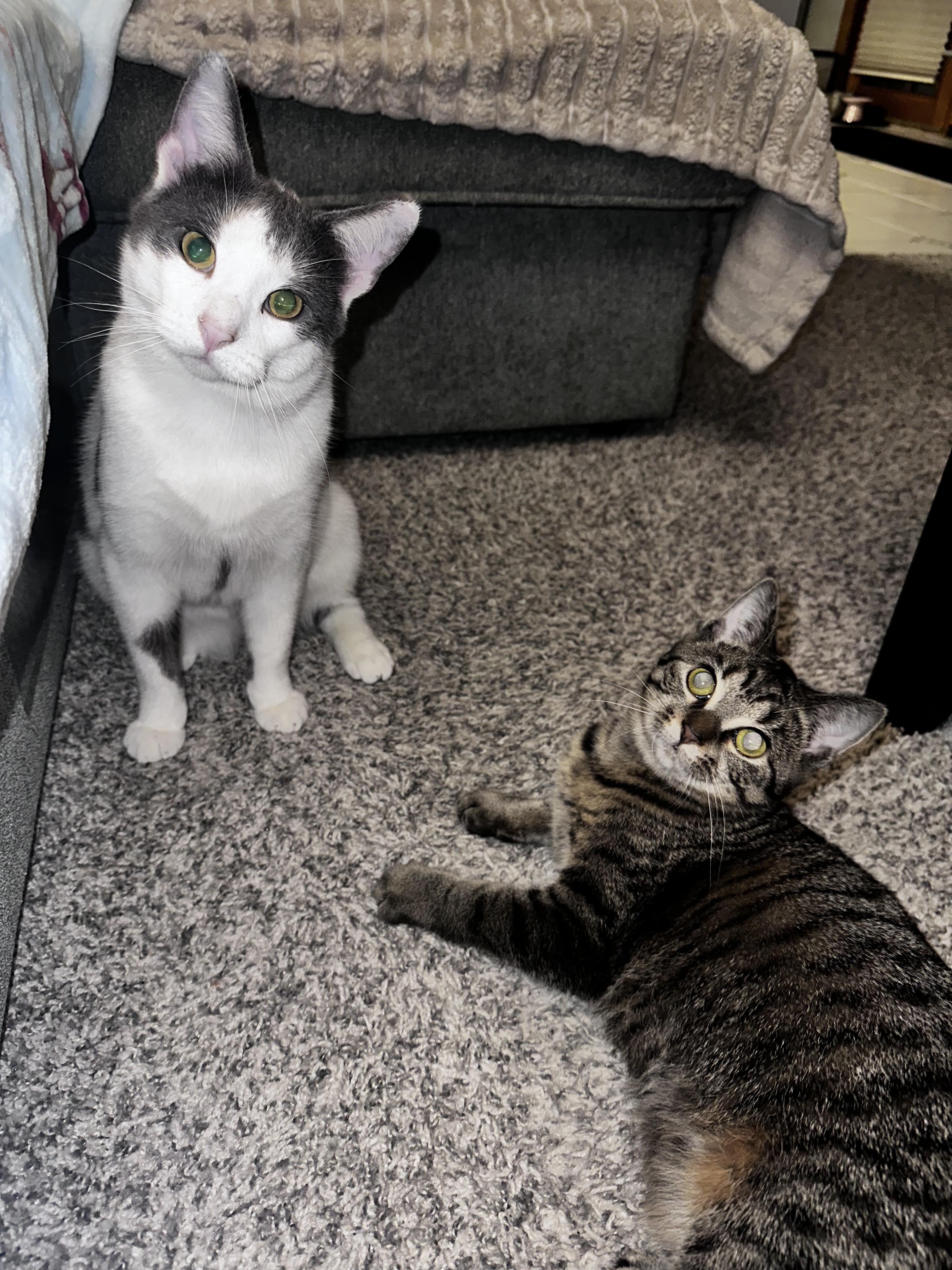 Enlarge River and Smoke, a Adoptable Domestic Short Hair in West Lafayette, IN image 5/5