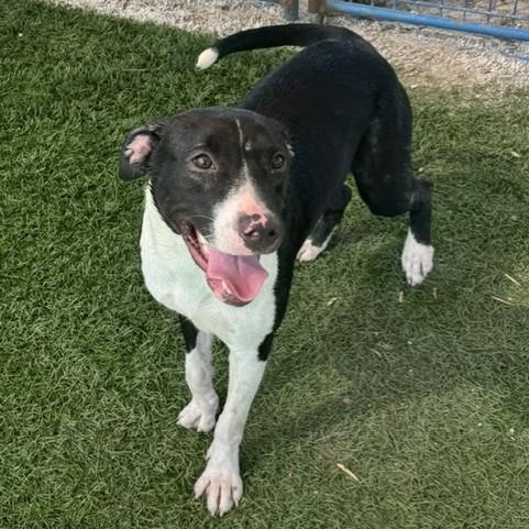 Enlarge Panda, a ADOPTABLE mixed breed in Williston, VT image 5/5