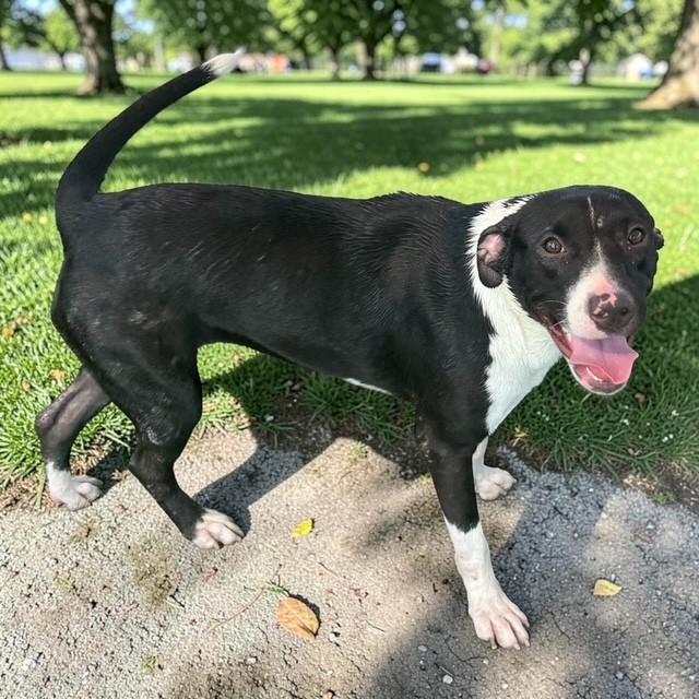 Enlarge Panda, a ADOPTABLE mixed breed in Williston, VT image 2/5