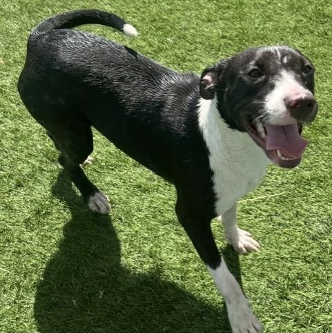 Enlarge Panda, a ADOPTABLE mixed breed in Williston, VT image 1/5