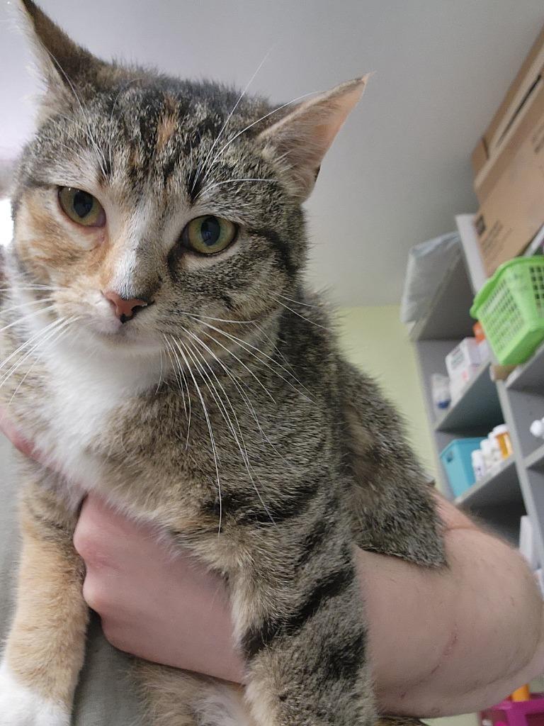 Enlarge Doja Cat, a Adoptable mixed breed in Auburn, IN image 1/3