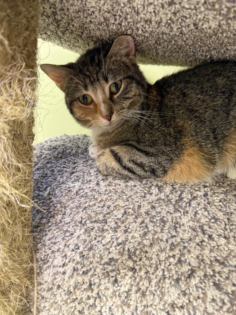 Enlarge Doja Cat, a Adoptable mixed breed in Auburn, IN image 2/3