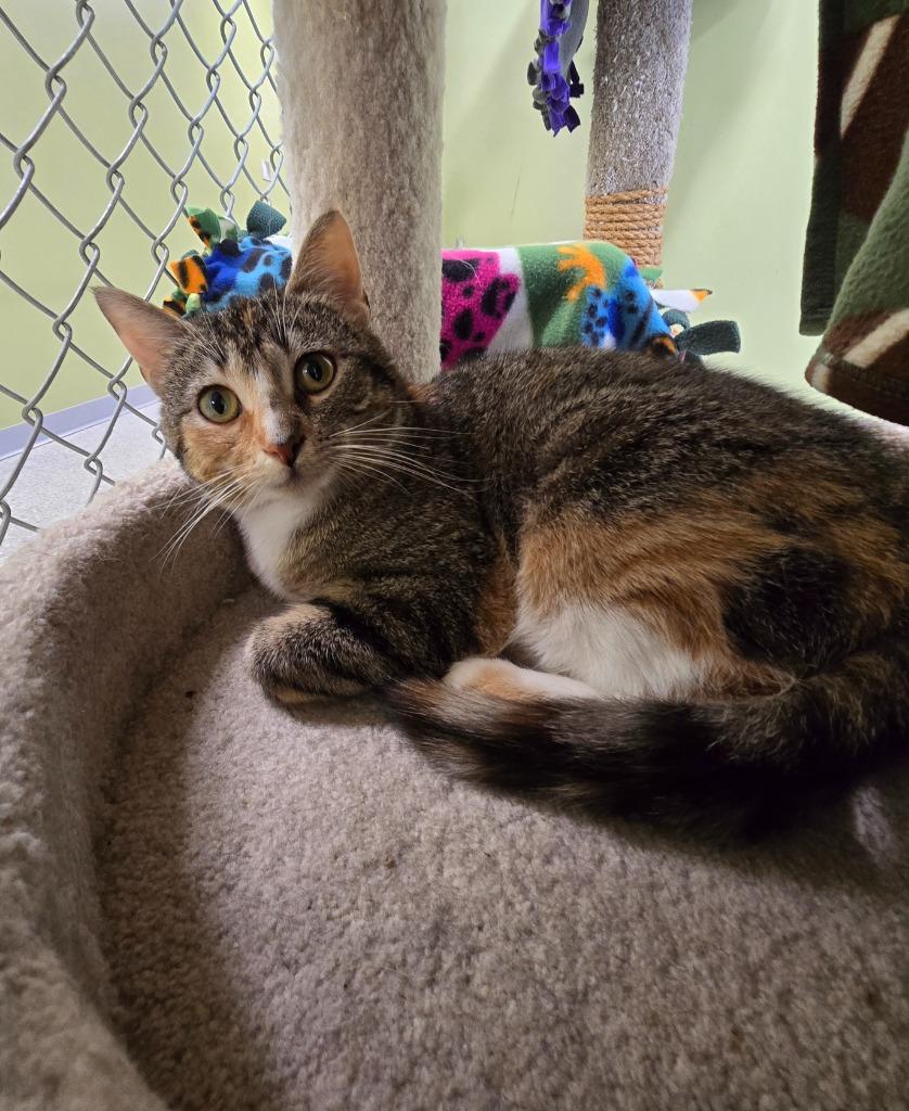 Enlarge Doja Cat, a Adoptable mixed breed in Auburn, IN image 3/3