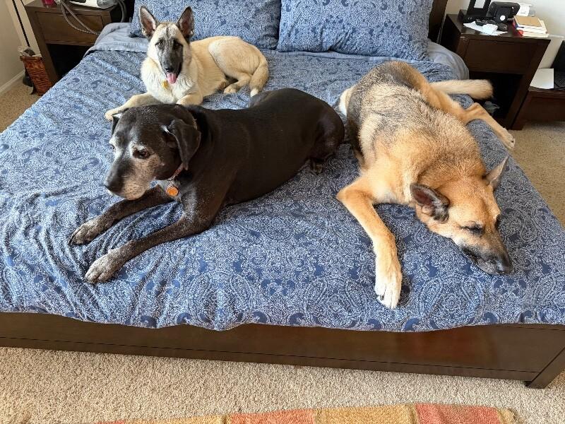 Spring, Adoptable, Young Female German Shepherd Dog & Mixed Breed.