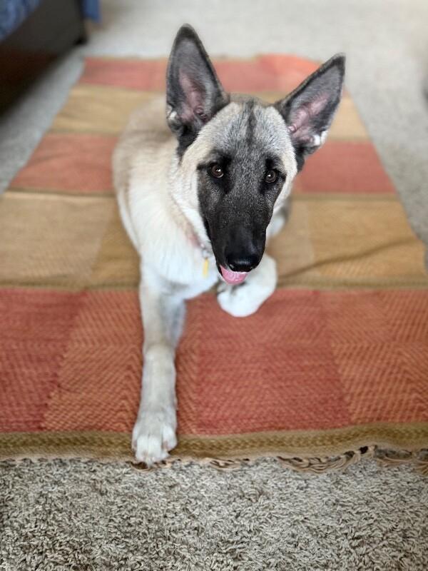 Spring, a Adoptable mixed breed in Seattle, WA image 2/6