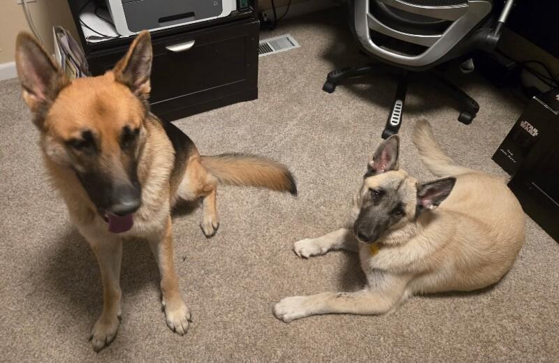 Spring, a Adoptable mixed breed in Seattle, WA image 3/6